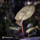 Anthurium 'Red Crystal' (ex. Tezula) x 'Michelle' f2