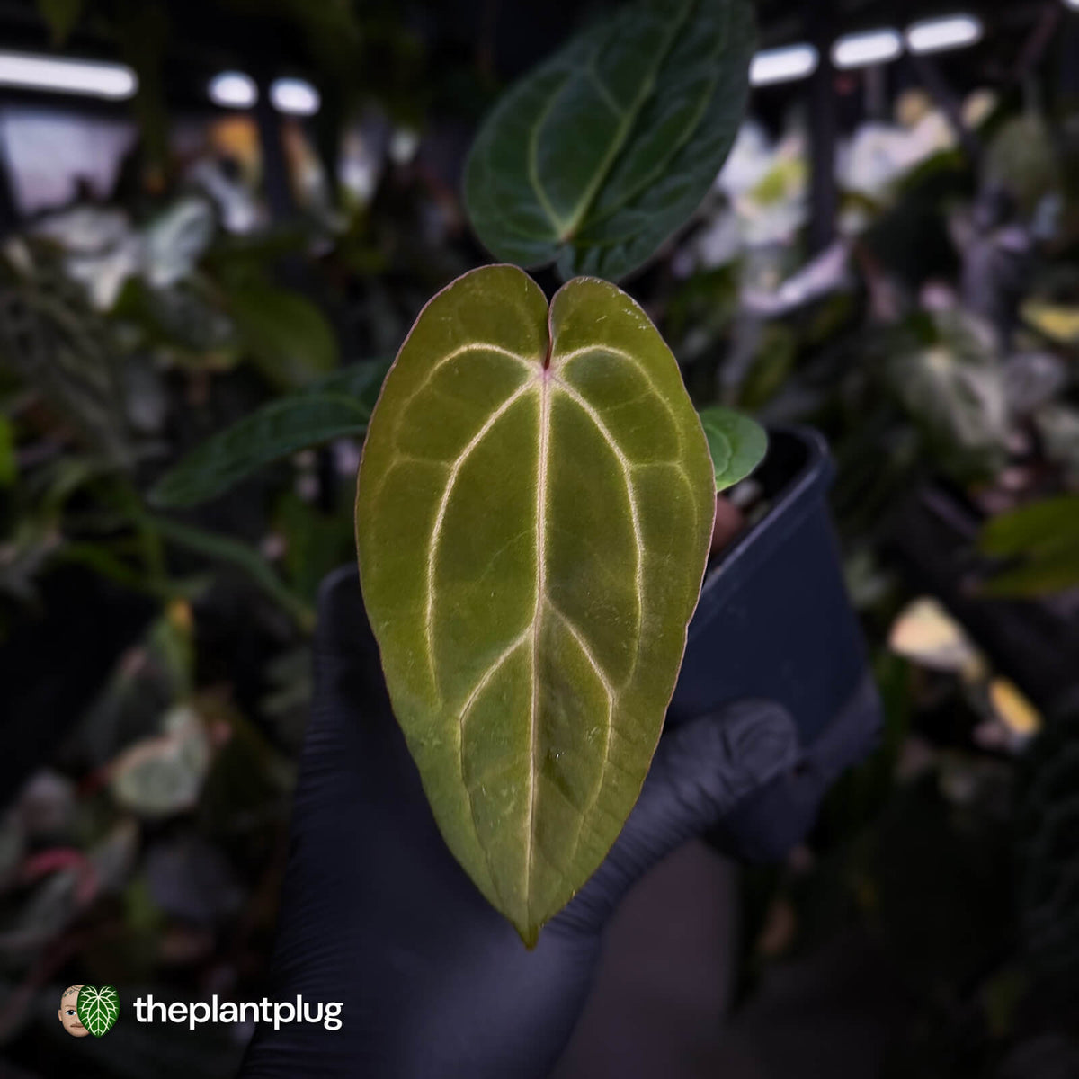 Anthurium carlablackiae x 'Wuhoo's First Night'
