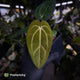Anthurium carlablackiae x 'Wuhoo's First Night'
