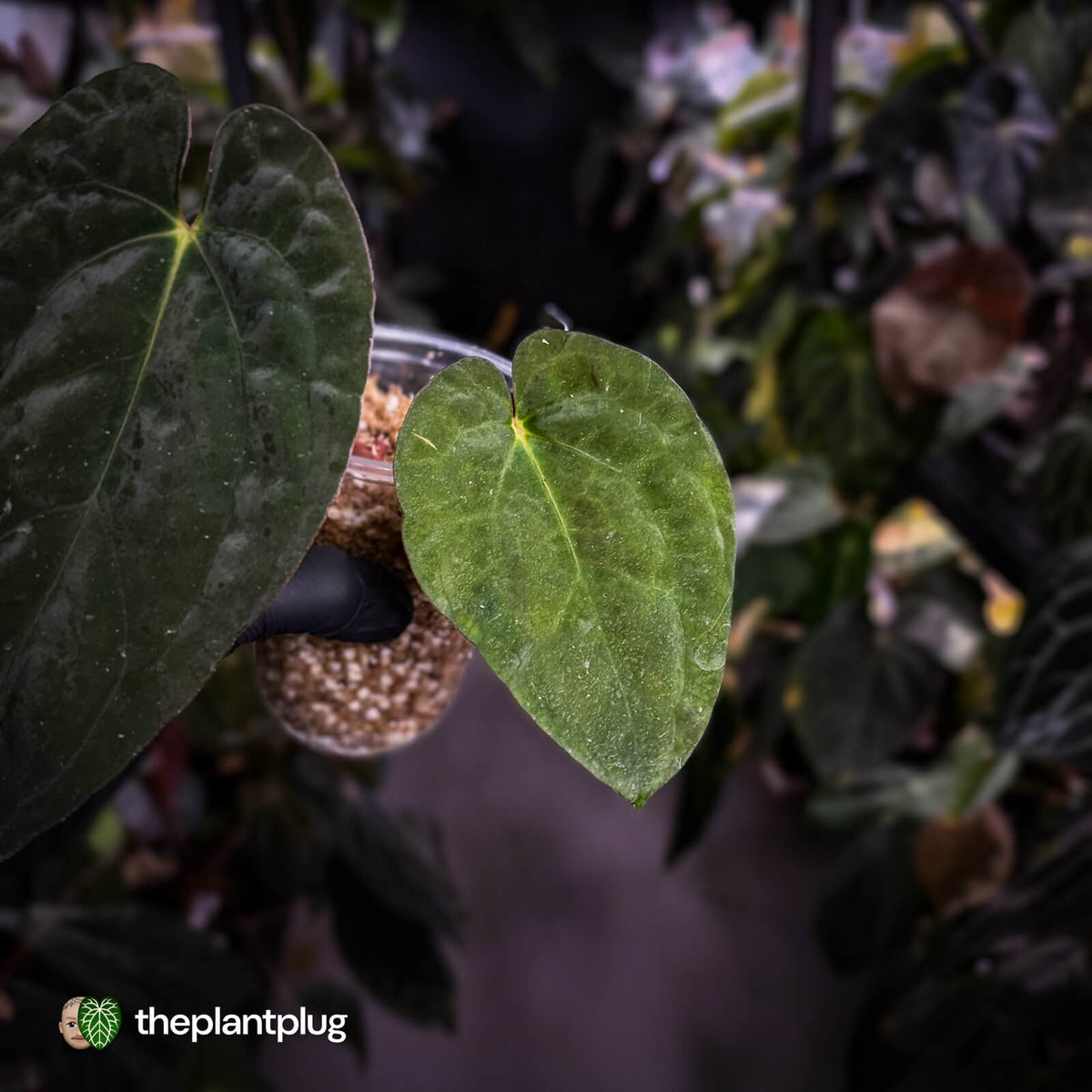 Anthurium papillilaminum x dressleri (ex. JS) f1 • mother plant clone