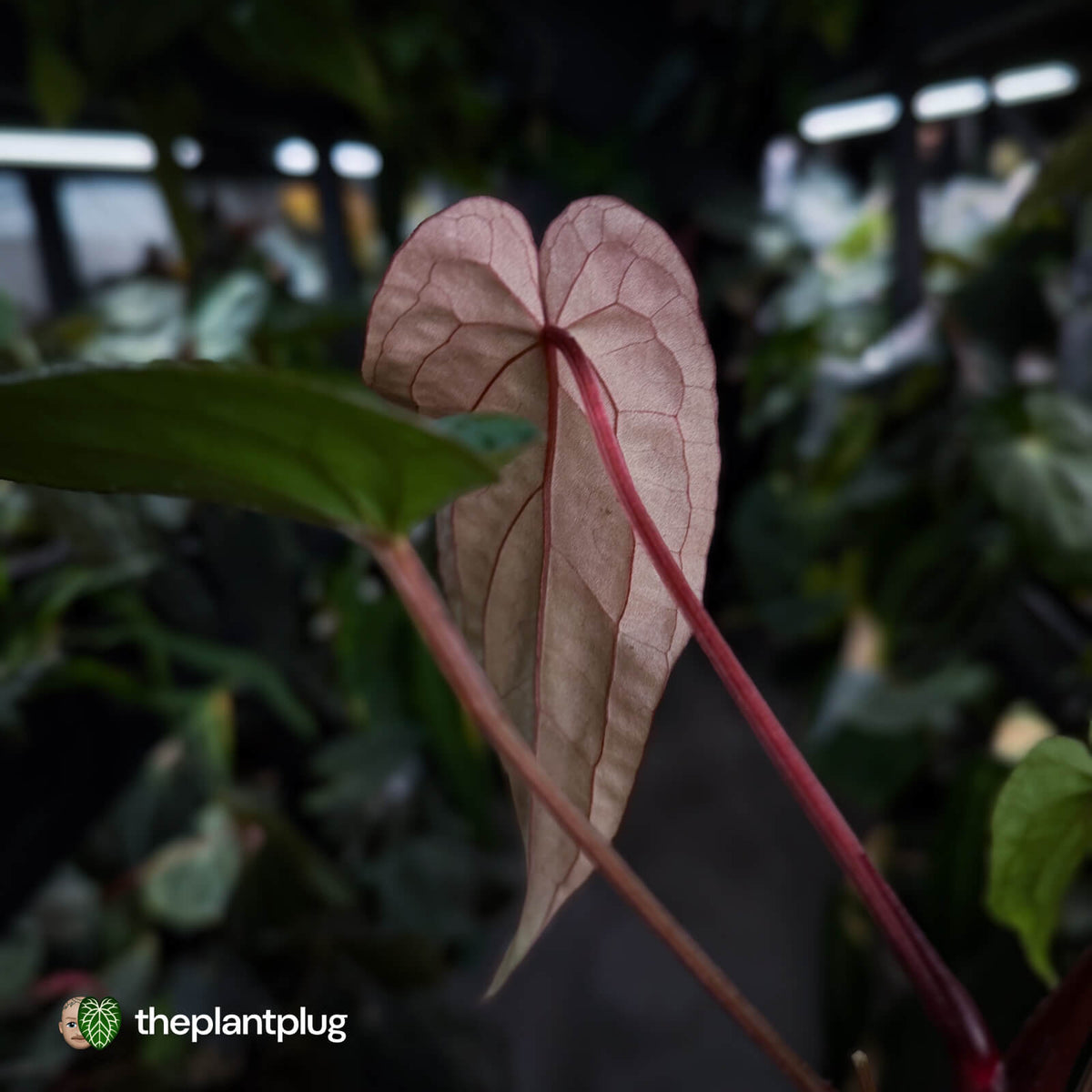 Anthurium #VolcanicAsh x (dressleri x #ReverseBlackCherry)