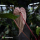 Anthurium #VolcanicAsh x (dressleri x #ReverseBlackCherry)