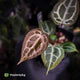 Anthurium 'Red Crystal' (ex. Tezula) x 'Michelle' f2