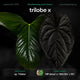 Anthurium sp. 'Trilobe' x 'MP dress' OR 'Red Crys' • germinated seeds