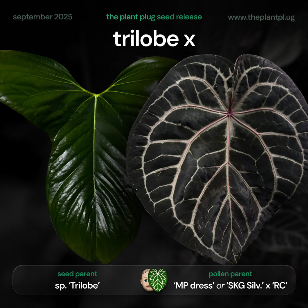 Anthurium sp. 'Trilobe' x 'MP dress' OR 'Red Crys' • germinated seeds