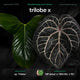 Anthurium sp. 'Trilobe' x 'MP dress' OR 'Red Crys' • germinated seeds