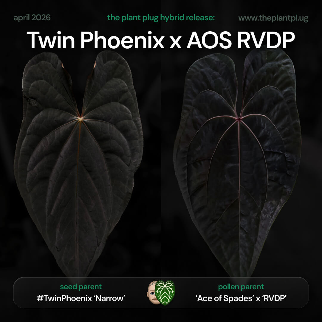Anthurium 'Twin Phoenix' x ('Ace of Spades' x 'RVDP') • germinated seeds