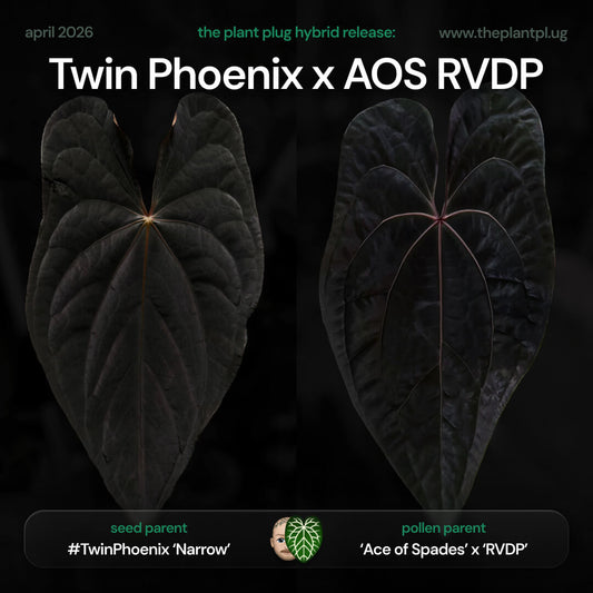 Anthurium 'Twin Phoenix' x ('Ace of Spades' x 'RVDP') • germinated seeds