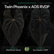 Anthurium 'Twin Phoenix' x ('Ace of Spades' x 'RVDP') • germinated seeds