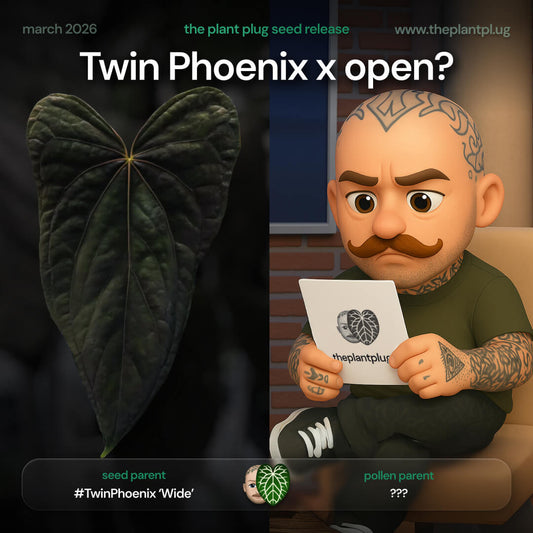 Anthurium Twin Phoenix x  • germinated seeds