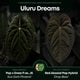 Anthurium #UluruDreams • select plant