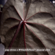 Anthurium Volcanic Ash x carladress RLself • germinated seeds