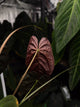 Anthurium forgetiix variegated x papillilaminum • germinated seeds