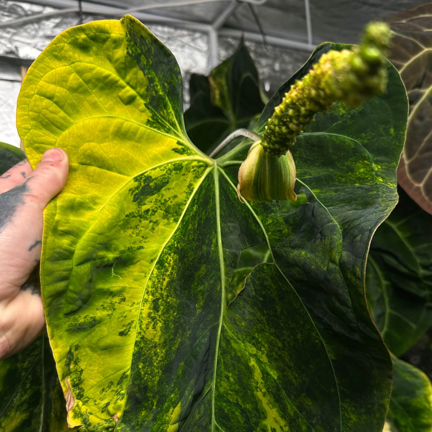 Anthurium Wolverine x Loki • germinated seeds