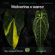 Anthurium Wolverine x warocqueanum • germinated seeds