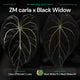 Anthurium ZaraMichelle carla x Black Widow • germinated seeds