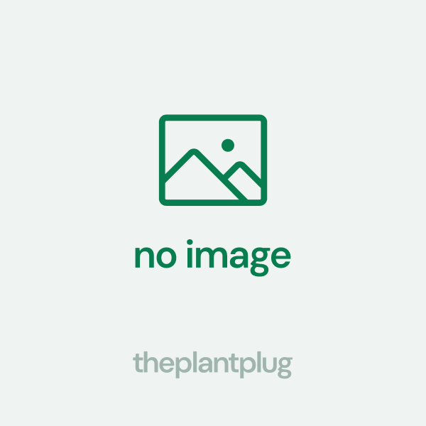 Anthurium Volcanic Ash x dress RBC placeholder